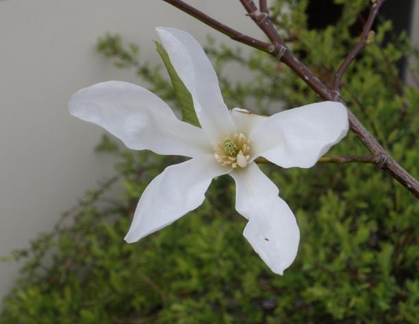 2095-magnolie_magnolia_1.jpg