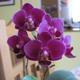 Orchidej pstovn - Jak pstovat orchideje doma