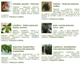 Pstovn rostlin - Rady a nvody