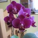 Rady pro pěstování orchidejí