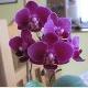 Pěstování orchidejí v bytě